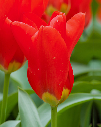 Tulipán fosteriana Madame Lefeber 12/+, 100 kusov  